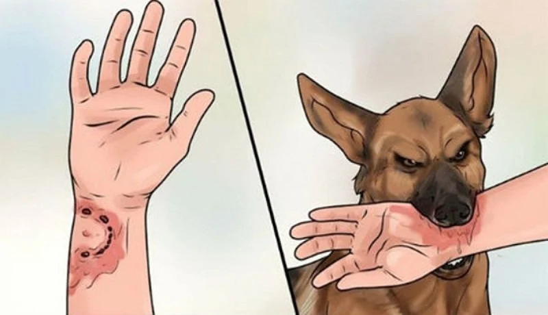 Tuyên truyền các biện pháp phòng, chống bệnh Dại